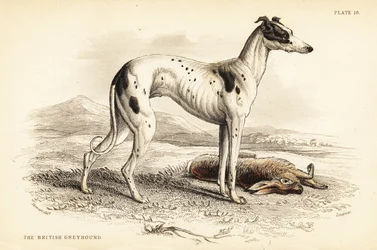 Britischer Windhund, Canis lupus familiaris