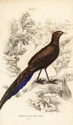 Bronzeschwanz-Pfaufasan oder Sumatra-Pfaufasan