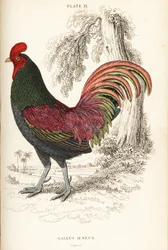 Bronzehahn aus Sumatra, Gallus aeneus