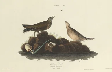 Braunlerche, 1827