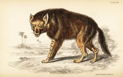 Braune Hyäne oder Strandwolf, Hyaena brunnea (Hyaena fusca)