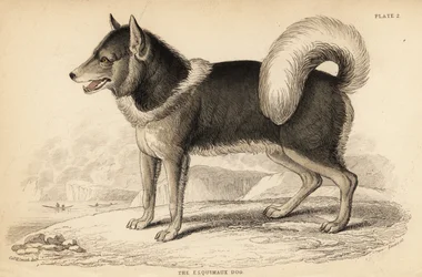 Kanadischer Eskimohund oder Qimmiq, Canis lupus familiaris
