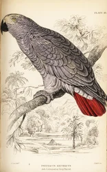 Graupapagei, Psittacus erythacus