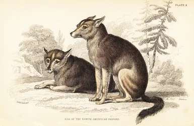 Kojote, Canis latrans