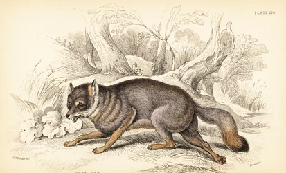 Graufuchs oder Graufuchs, Urocyon cinereoargenteus