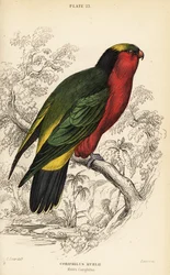 Kuhls Lori, Vini kuhlii