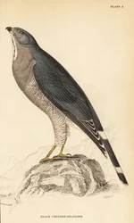 Echsenbussard, Kaupifalco monogrammicus