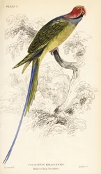 Langschwanzsittich, Psittacula longicauda