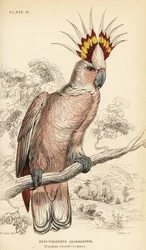 Major Mitchells Kakadu, Lophochroa leadbeateri