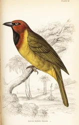 Olivennackiger Weber oder Rundflügelweber, Ploceus brachypterus