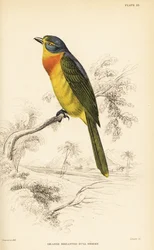 Schwefelbrust-Buschsänger oder Orangebrust-Buschsänger, Chlorophoneus sulfureopectus