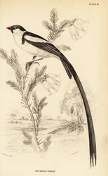 Schwanzspitzwitwe, Vidua macroura (Rotbillschwanzwitwe, Vidua erythrorhynchus)