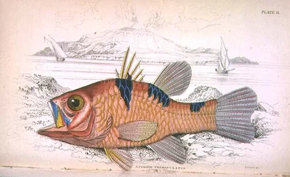 Tafel elf; Apongon Trimaculatus (Insel des Vulkans) graviert vom Künstler aus 
