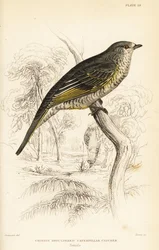 Rotflügel-Kuckucksschnäpper, weiblich, Campephaga phoenicea