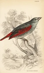 Rotflügel-Pytilie, Pytilia phoenicoptera (Rotflügel-Bengali, Pytilia phaenicoptera)