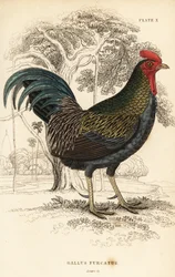 Bankivahuhn, Gallus gallus javanicus