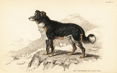 Hirtenhund oder Schäferhund, Canis lupus familiaris (Canis domesticus)