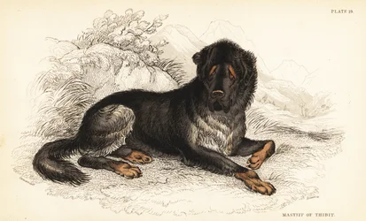 Tibetischer Mastiff, Canis lupus familiaris