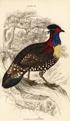 Westlicher Horntragopan, männlich, Tragopan melanocephalus