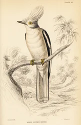 Weißkappen-Helmschnäpper, Prionops plumatus