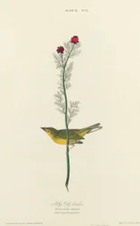 Selbys Fliegenschnäpper
