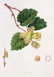 Die Haselnuss, 1816