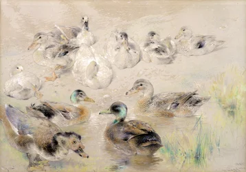 Studie von Enten