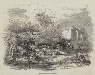 Landwirtschaftliche Bilder, Lammen