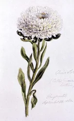 China-Aster, gemalt in Bayswater