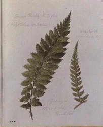 Gemeiner Dornfarn, gemalt in Brantwood, 30. November 1857