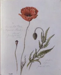 Gemeiner Klatschmohn, gemalt in Seaford, Sussex, 25. Juni 1860