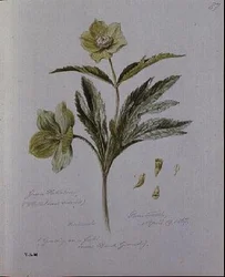 Grüne Nieswurz, gemalt in Brantwood