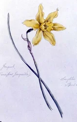 Jonquil, gemalt in Loughton