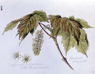 Bergahorn, gemalt in Brantwood, 3. Mai 1865