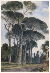 Schirmkiefern in der Villa Borghese, Rom