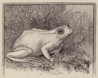 Ein Albino-Frosch (Gravur)