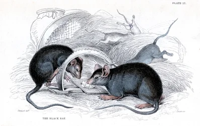 Gravur einer Schwarzen Ratte, die in einer Falle gefangen ist, 1838