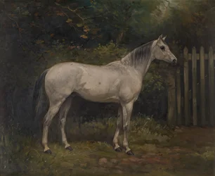 Pickles: ein Basuto-Pony, c.1904
