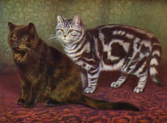 Die Schildpattkatze und die getigerte Katze