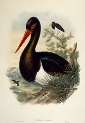 Schwarzstorch (Ciconia nigra), Lithographie aus Birds of Great Britain