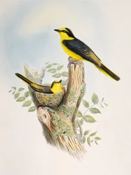 Braunrücken-Minigvet (Pericrocotus cantonensis), Lithografie aus Birds of Asia