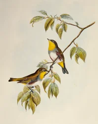 Kastanienflanken-Brillenvogel (Zosterops erythropleurus), Lithografie aus Birds of Asia