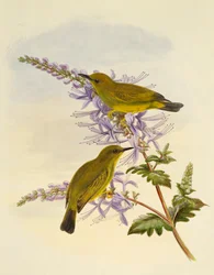 Graukehl-Brillenvogel (Zosterops rendovae), Stich von William Matthew Hart (1830-1908), Vereinigtes Königreich