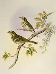 Indischer Baumstelzer (Pipastes agilis), Lithographie aus Birds of Asia