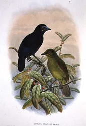 Loria Loriae, Lorias Paradiesvogel