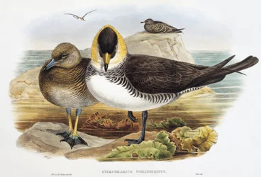 Pomarine Jaeger (Stercorarius pomarinus), Lithographie aus Birds of Great Britain
