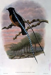 Pteridophora Alberti, König von Sachsen Paradiesvogel (Farblithografie)