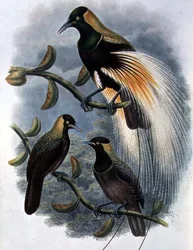 Trichoparadisea Gulielmi