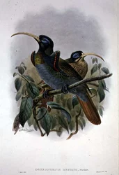 Weißer Sichelschnabel-Paradiesvogel