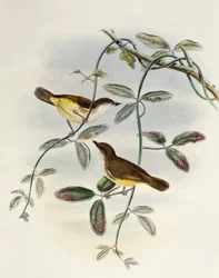 Gelbbauch-Gerygone (Gerygone chrysogaster)